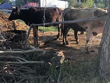 каракол животное: Сатам | Уй (ургаачы), Бука (эркек), Кунаажын | Бордоп семиртүү үчүн, Көбөйтүү үчүн, Сүт алуу үчүн — 1