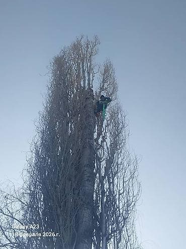 готовые дрова: Спил Дерево Тал, Бак, Жаңгак акацса Дуб Орехи терек карагач Отун — 5