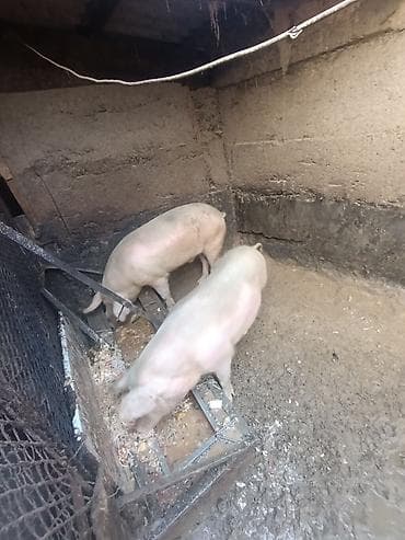 70 сом: Сатам | Каман (эркек) | Чоң ак — 2