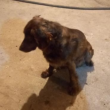 щенок немецкой овчарки цена: Продаётся собака спаниель рожала два раза — 2