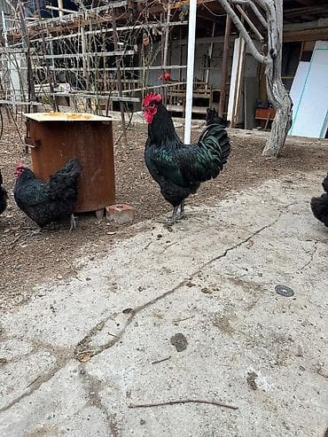 куры петухи: Продаю | Цыплята, Инкубационные яйца | Для разведения — 5