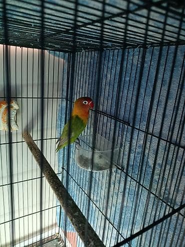 сколько стоят говорящие попугаи: Продам парочку неразлучников за 5.900 сом без клетки торг есть., очень — 2