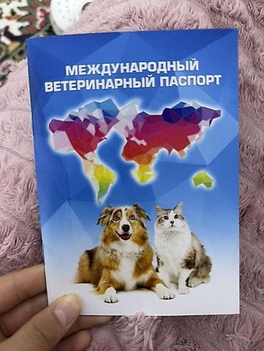 Шотландский вислоухий котёнок (Scottish Fold) - Окрас — 8