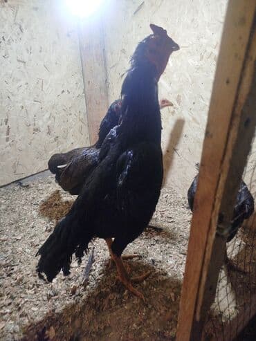 купить собаку в бишкеке: Продаю | Куры — 1