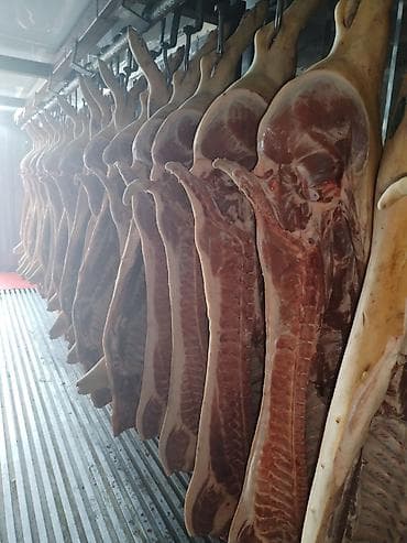 заказ рыбы: Карбонат свинина - Свежая продукция напрямую от поставщика. - — 2