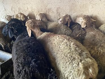 бычки бычок: Продаю | Баран (самец) | Гиссарская, Арашан | На забой, Для разведения | Осеменитель — 3