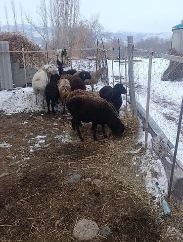 экзотическая кошка: Продаю | Овца (самка) | Для разведения | Матка — 1