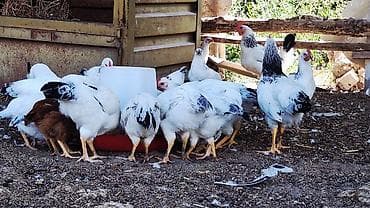 продаю птиц: Продаю | Куры | Суссекс | Для разведения — 4