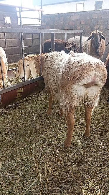 баран кант: Продаю | Овца (самка) | Арашан | Для разведения | Осеменитель, Ярка — 10