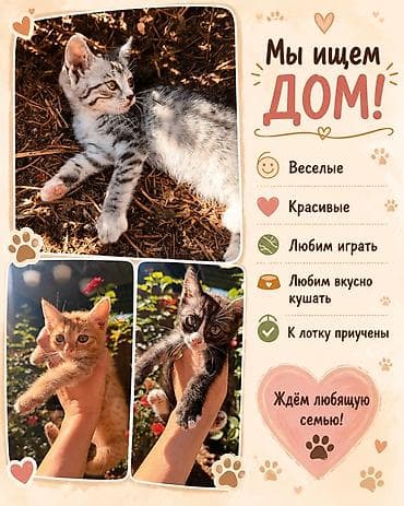 Мышыктар: Мышык бекер берилет: Породасыз, 2 айлык, Ургаачы, Лотокко барууга үйрөтүлгөн — 1