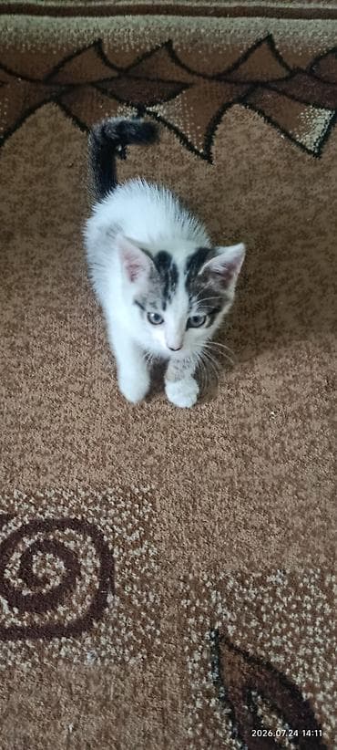 Мышыктар: Котёнок домашний, короткошерстный, бело-тигрового окраса (белая основа — 2