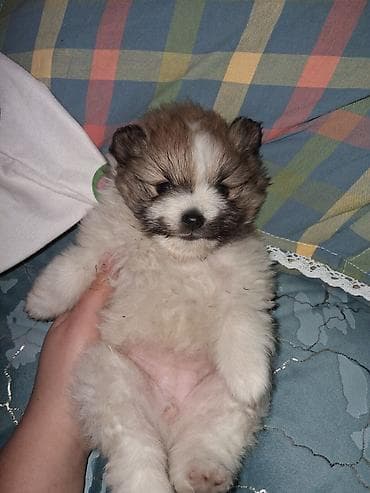 мойка собак: Помиранский шпиц •Девочка •Родилась 14 .03.2026 •Окрас : пати-колор — 2