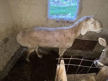 сколько стоят кролики домашние: Продаю | Баран (самец) | Для разведения | Осеменитель — 1