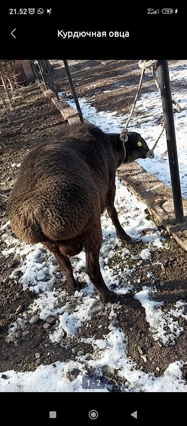 бирка для животных: Продаю | Овца (самка) | Для разведения | Ярка — 1