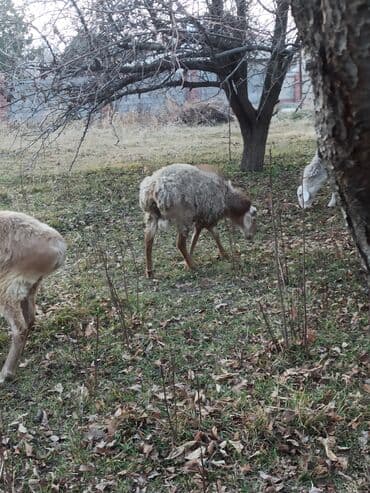 купить домашнюю черепаху: Продаю | Баран (самец) — 2