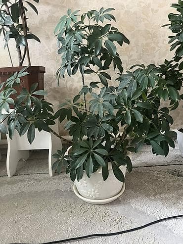 Комнатные растения: Шеффлера (Schefflera arboricola) в декоративном горшке. - Крупное — 1