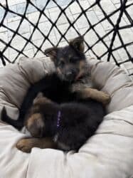 купить собаку породистую: 🐾 Щенки немецкой овчарки 🐾 Продаются красивые, породные щенки — 13