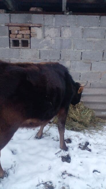 кабыла лошадь: Продаю | Корова (самка) | Алатауская | На откорм | Не стельные — 2