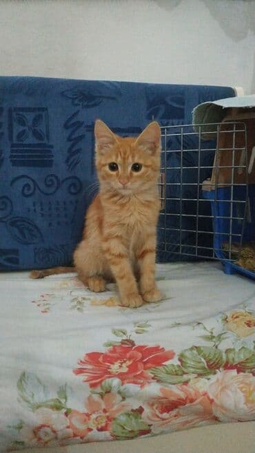 малек форели: Ищу любящих, ответствен. заботливых хозяев для трех котят (3 мес.) с — 5