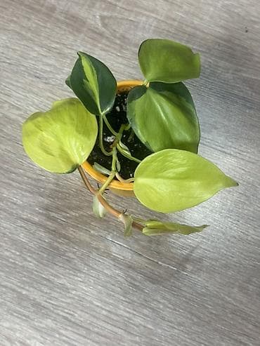 золотой ус купить: Филодендрон Heartleaf (Philodendron hederaceum) сорта Brasil/Golden с — 2