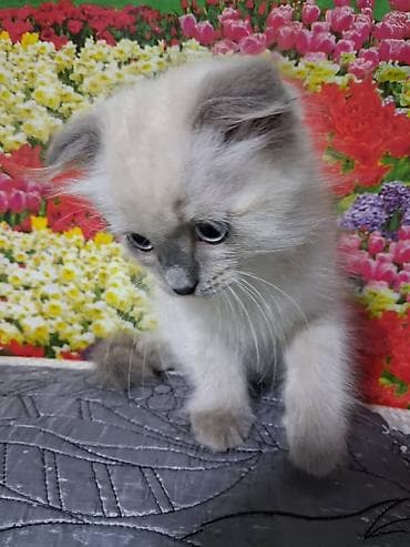 Продажа кошек: Скотиш Фолд (Шотландская вислоухая), 2 месяца, Мальчик — 6