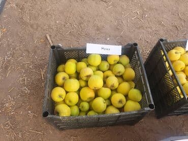 яблоко сочные: Яблоки Оптом — 15