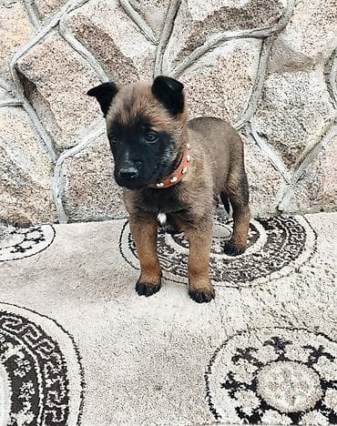 овчарка цена: Бельгийская овчарка, 2 месяца, Самка, С прививкой, С родословной — 4