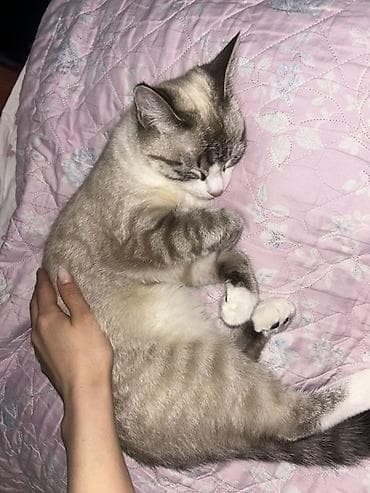 кошка американский керл: Ищем кота для вязки 🐾 Милая домашняя кошка с нежным окрасом поинт — 3