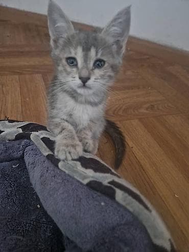 Котёнок, домашний любимец. - Окрас: серо-кремовый табби с светлыми — 1