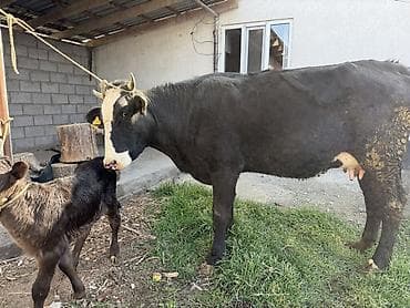 цыплята джерси: Продаю | Корова (самка) | Для молока | Привязанные — 7