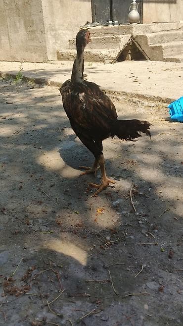 куплю кур несушек молодок: Продаю | Куры | Бойцовая | Для разведения — 1