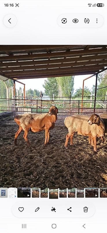 сколько стоит животное: Продаю | Овца (самка) | Арашан | Для разведения | Матка — 5