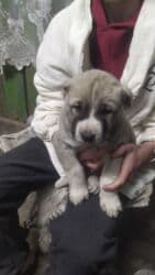 Аквариумы: Щенки алабая Описание:щенки алабая продаются возраст месяц и 1 — 3