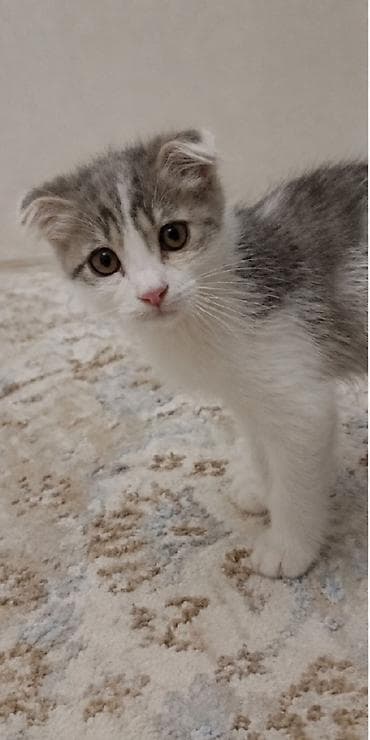 ph down: Шотландский вислоухий котёнок (Scottish Fold) - Окрас: бело-серый — 2