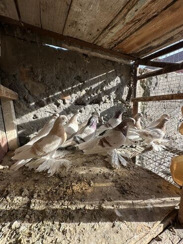 вольеры для собак бу: Продаю голубей!!!! На фото представлены голуби разных пород. Цены на — 31