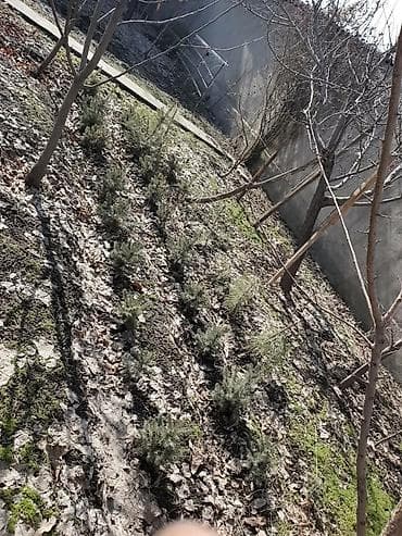 продаю дом кызыл суу: ПРОДАЕТСЯ ДОМ ИДЕАЛЬНО ПОД БИЗНЕС ПО ГЛАВНОЙ ЦЕНТРАЛЬНОЙ ТРАССЕ 6 — 2