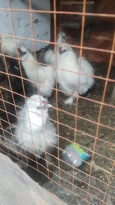 кдц корм для цыплят: Продаю | Куры, Петух — 1