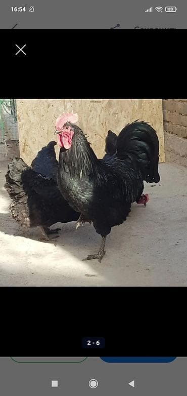 Продам подрошенных цыплят чистокровного джерсийского гиганта at lalafo.kg Продам подрошенных цыплят чистокровного джерсийского гиганта