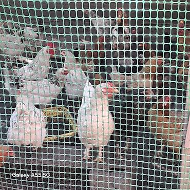 бенгальская кошка домашняя: Продаю | Куры | Брама, Кохинхин | Несушки — 1