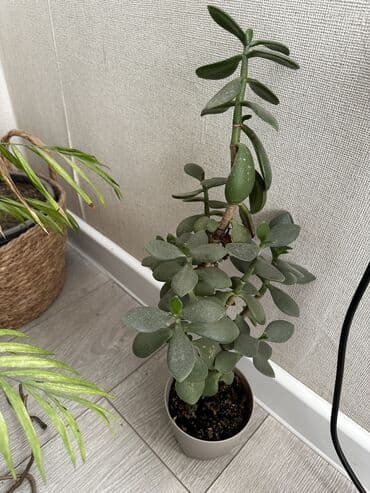 электроножница садовые: Цветы!!! Продаются цветы : живое дерево фикус — 10