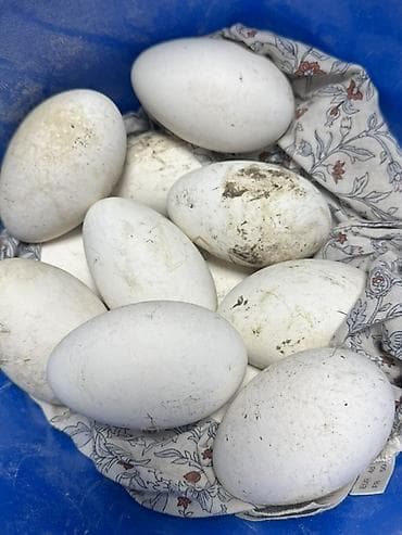 яйцо утиное: Утиные яйца, крупные, белые. - Размер: крупнее куриных, овальной — 3