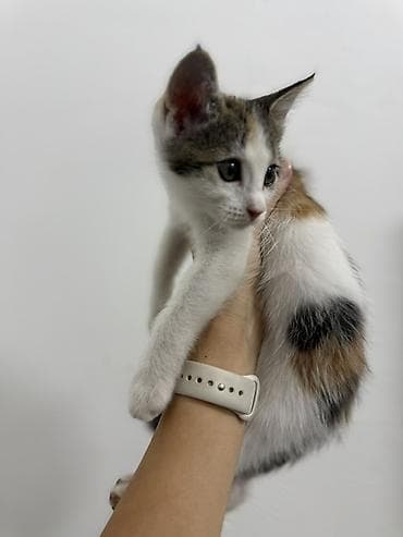 Отдам даром кошку: Кошка даром: Беспородная, 2 месяца, Девочка — 2