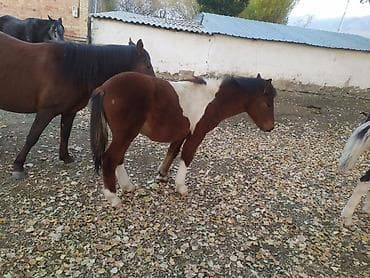 жеребят: Продаю | Жеребенок | Полукровка | Рабочий — 7
