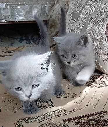 чистокровная: Чистокровные шотландские котята . Классического голубого окраса. В — 9