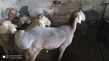 купить ежика бишкек: Продаю | Овца (самка) | Для разведения | Племенные — 3