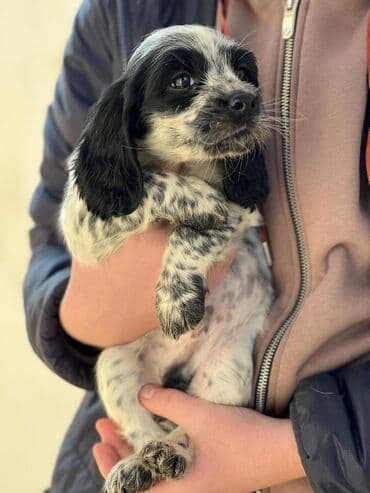 акустические системы marantz колонка в виде собак: Спаниель, 2 месяца, Самец — 6