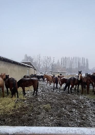 лошадь ош: Продаю | Кобыла (самка) | Для разведения — 2