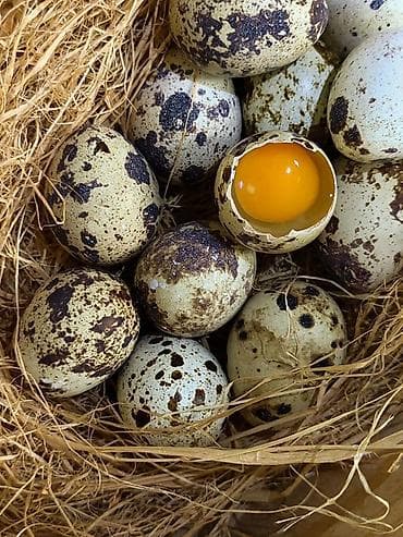 Даяр тамактар, кулинария: Перепелиные яйца домашние по 5 сом и инкубационные по 8 сом - — 2