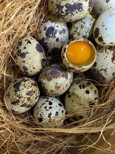 яйцо перепелиные: Перепелиные яйца в пятнистой скорлупе. - Небольшой размер, насыщенный — 1