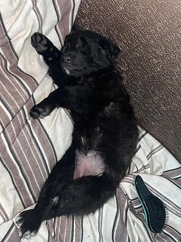 для мальчиков новое: Собака даром: Дворняжка, 2 месяца, Самка — 3